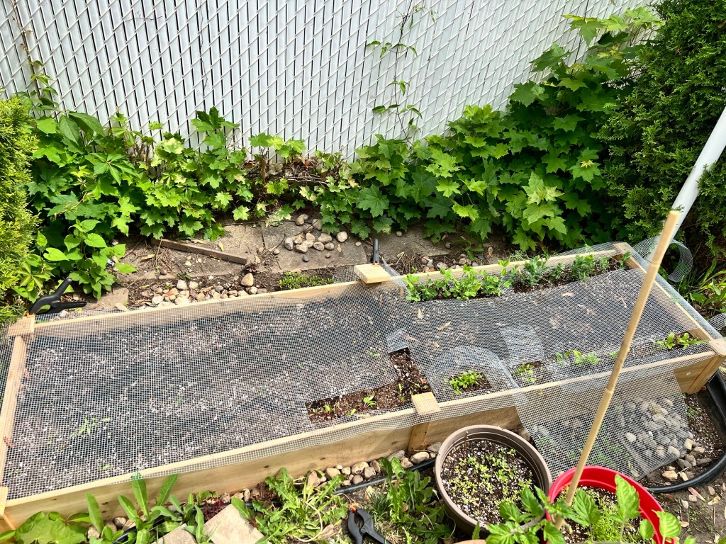 Journal Jardin – Chapitre&nbsp;1