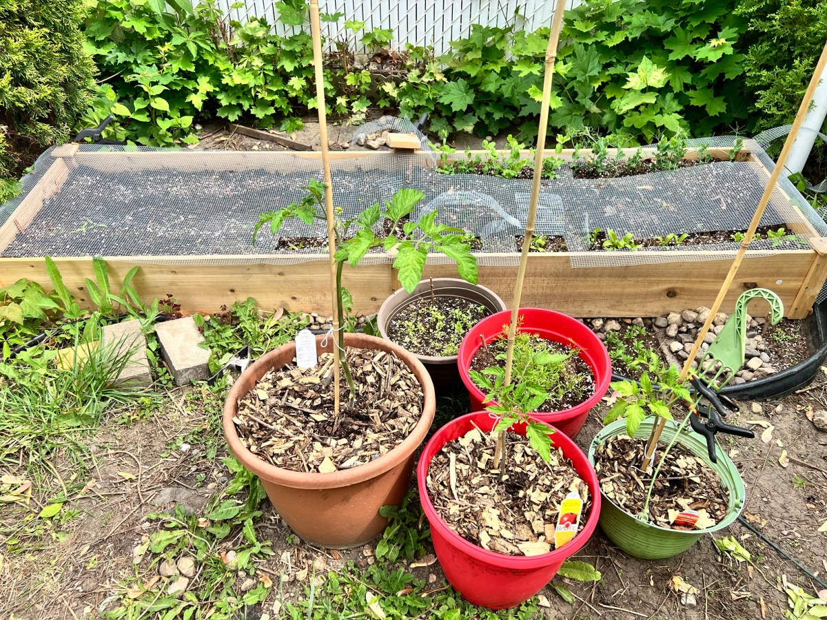 Journal Jardin Urbain – Chapitre&nbsp;2