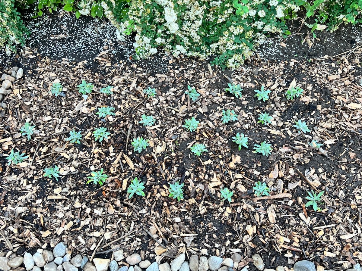 Journal Jardin Urbain – Chapitre&nbsp;3