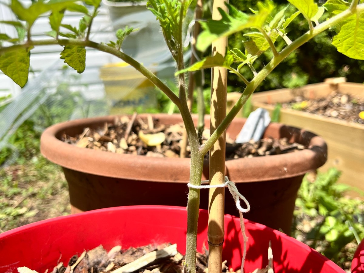 La Technique pour le Taillage de&nbsp;Tomates