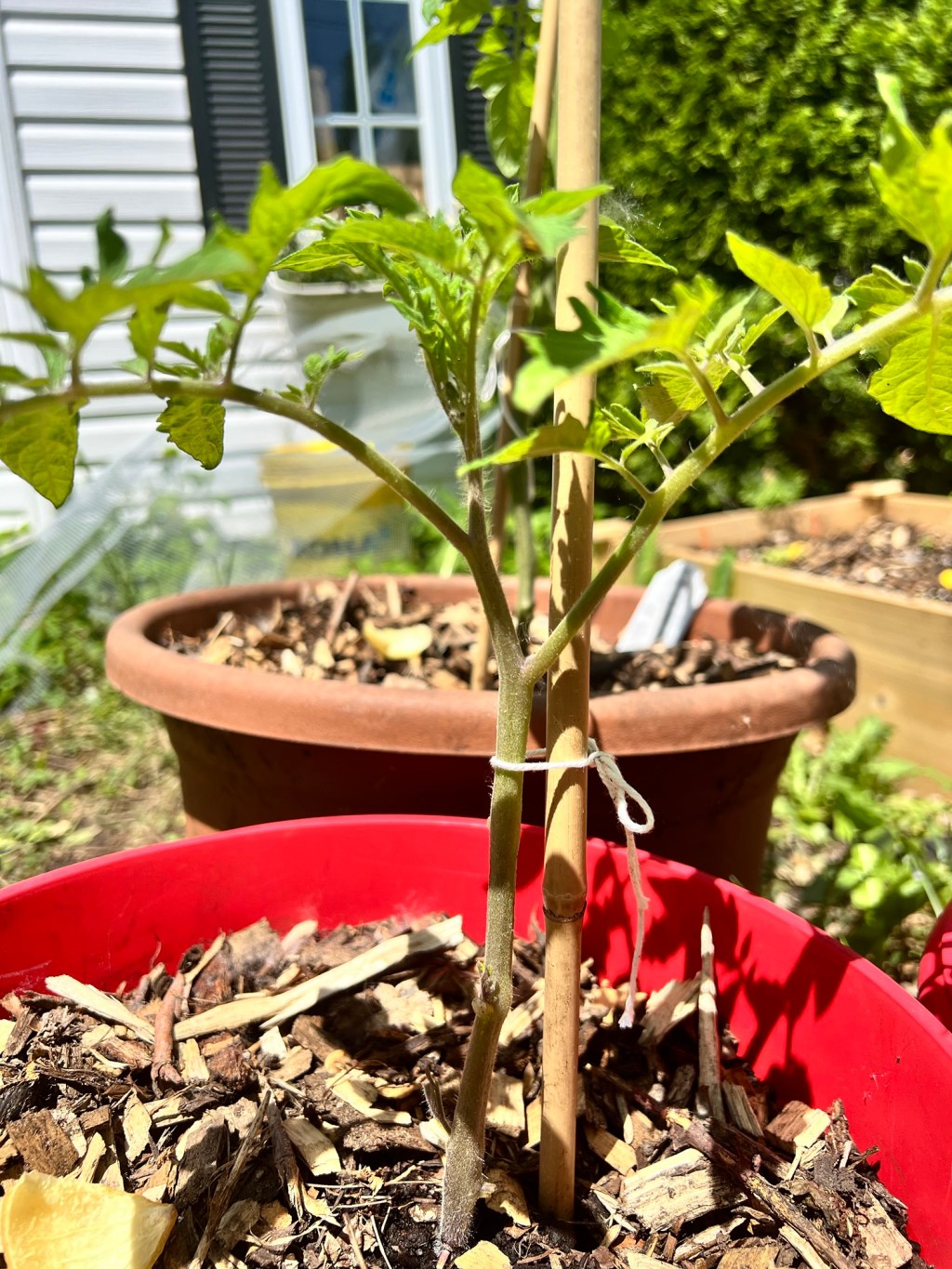 La Technique pour le Taillage de&nbsp;Tomates