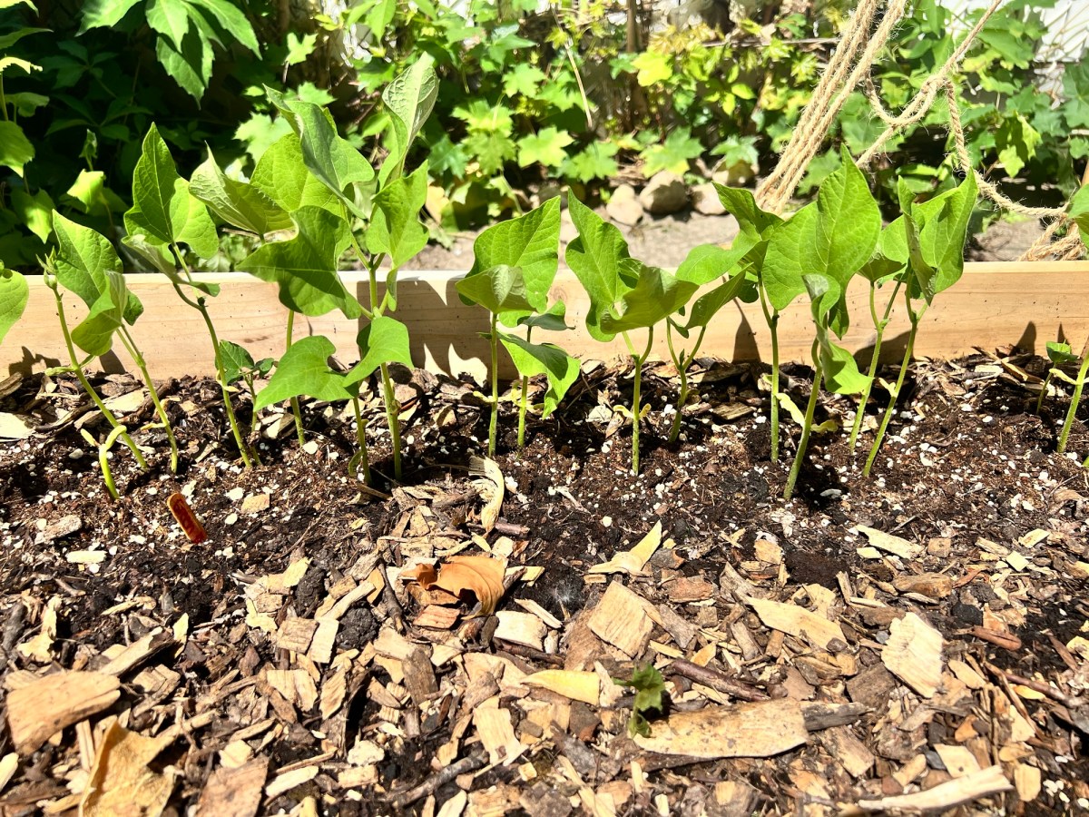 Journal Jardin Urbain – Chapitre&nbsp;4