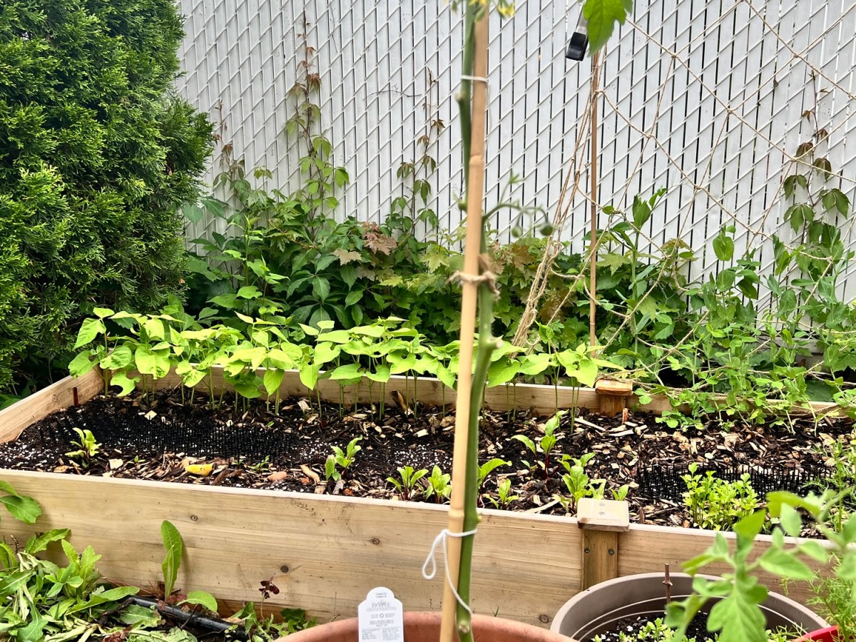 Journal Jardin Urbain – Chapitre&nbsp;5