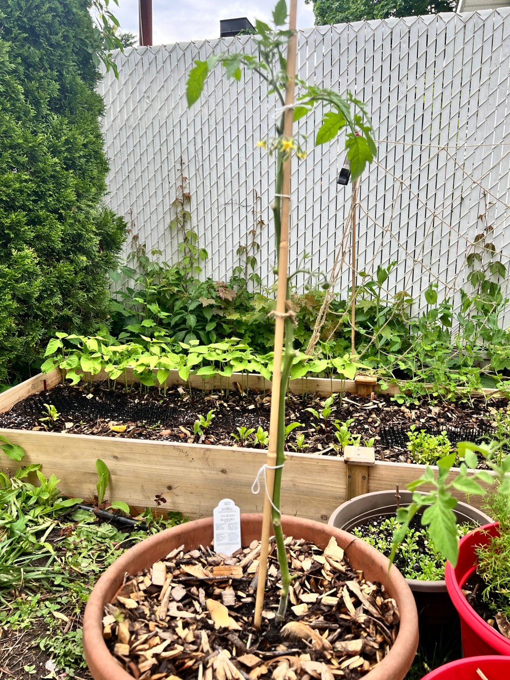 Journal Jardin – Chapitre 5