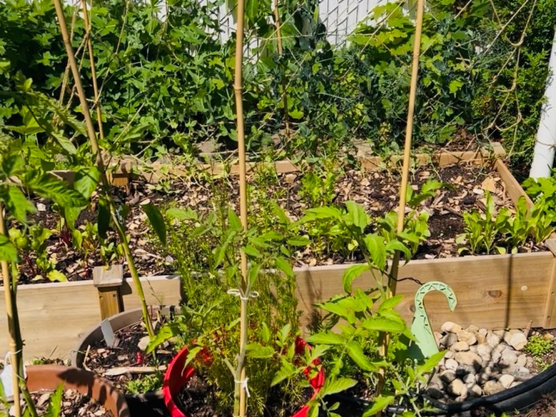Journal Jardin Urbain – Chapitre&nbsp;6