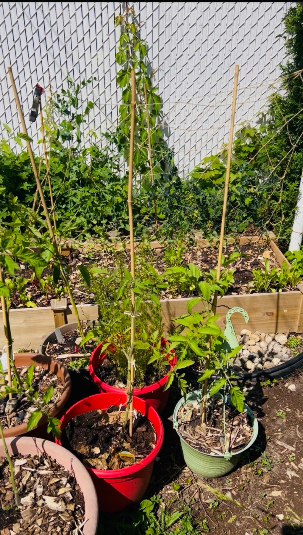 Journal Jardin Urbain – Chapitre&nbsp;6